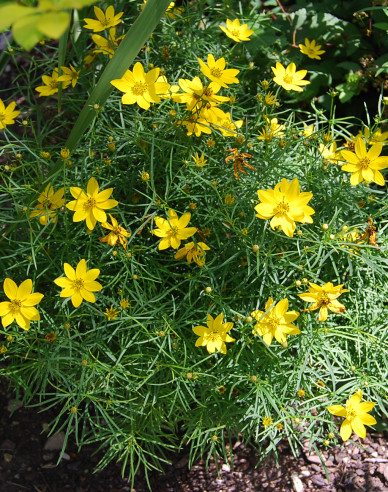Coreopsis - Frumușica´Zagreb´