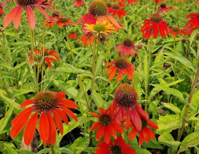 Echinacea purpurea Lakota Red