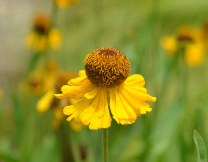 Helenium ´The Bishop´