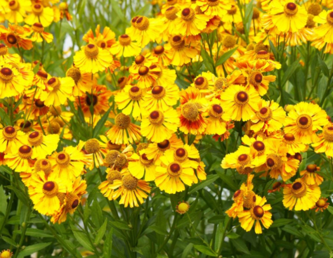Helenium ´The Bishop´