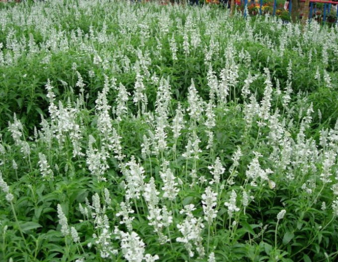 Lavanda Edelweiss 1l