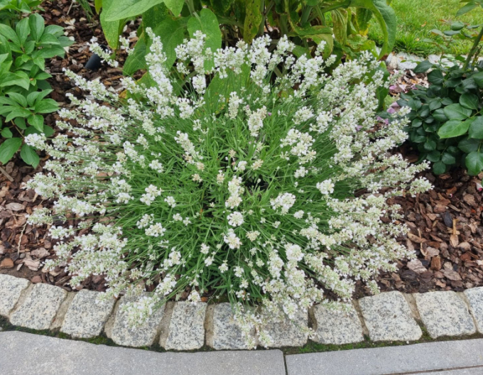 Lavanda Edelweiss 1l