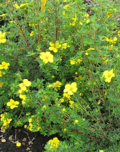 Potentilla Klondike