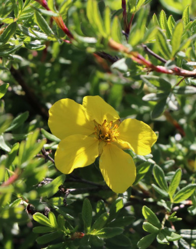 Potentilla Klondike