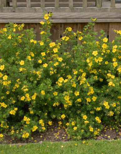 Potentilla Klondike