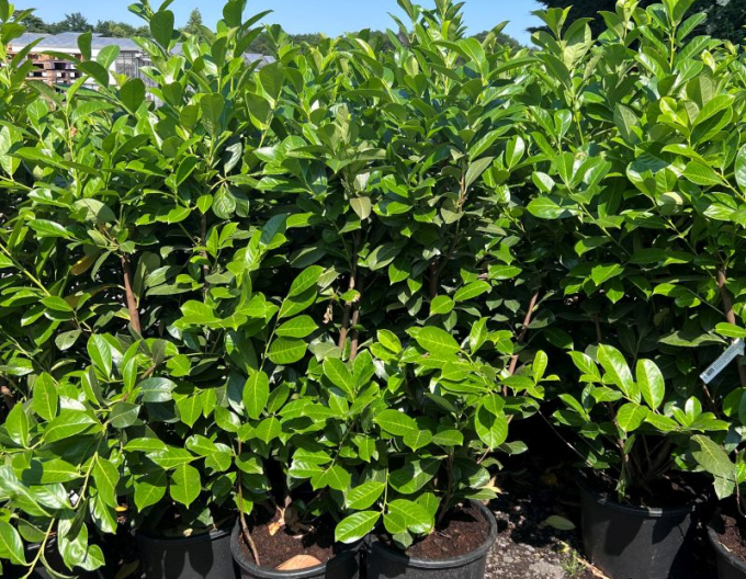 Laur Rotundifolia