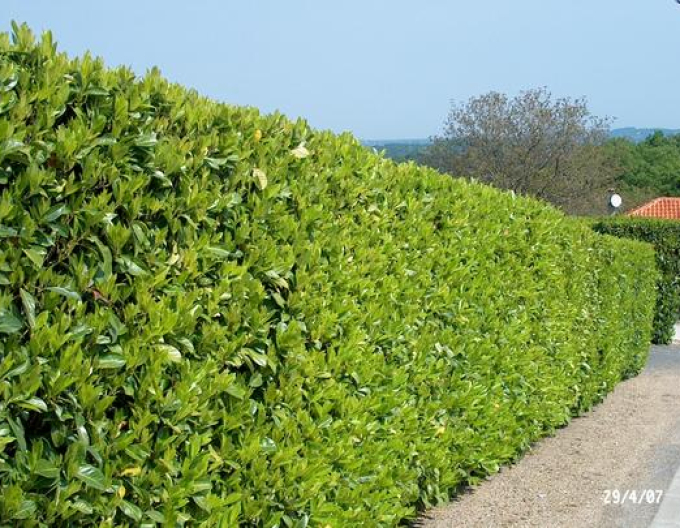 Laur Rotundifolia