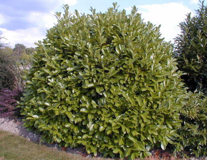 Laur Rotundifolia
