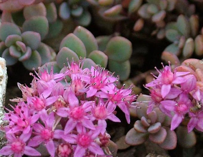 Stonecrop "Sakhalin