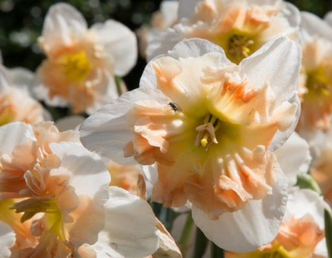 Narcisă dublă