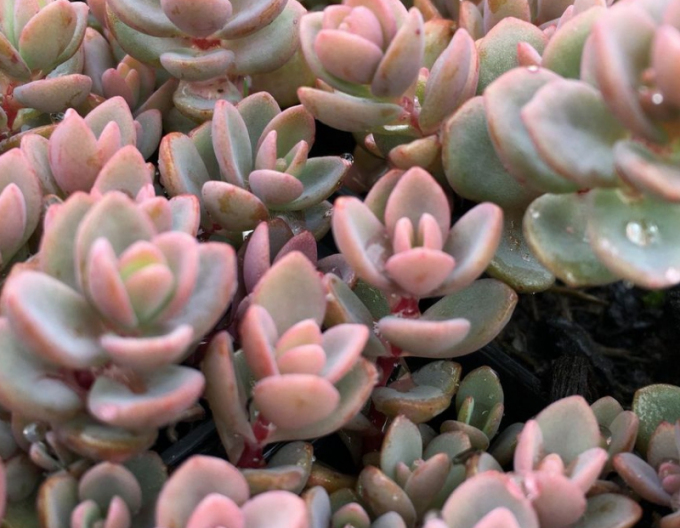 Stonecrop "Sakhalin