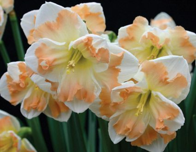 Narcisă dublă