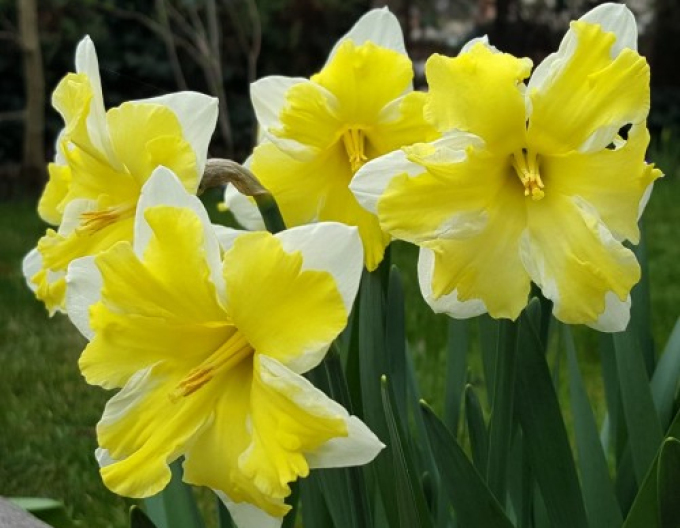 Narcisă ´´Frileuse´´