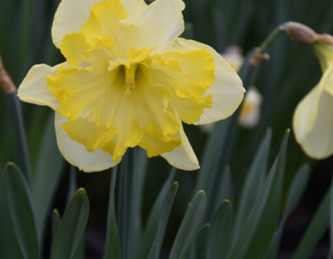 Narcisă ´´Frileuse´´