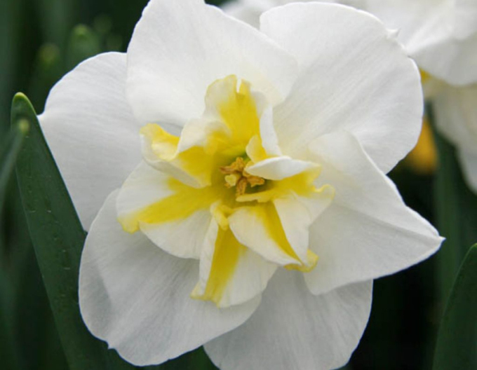 Narcisă ´Lemon Beauty´