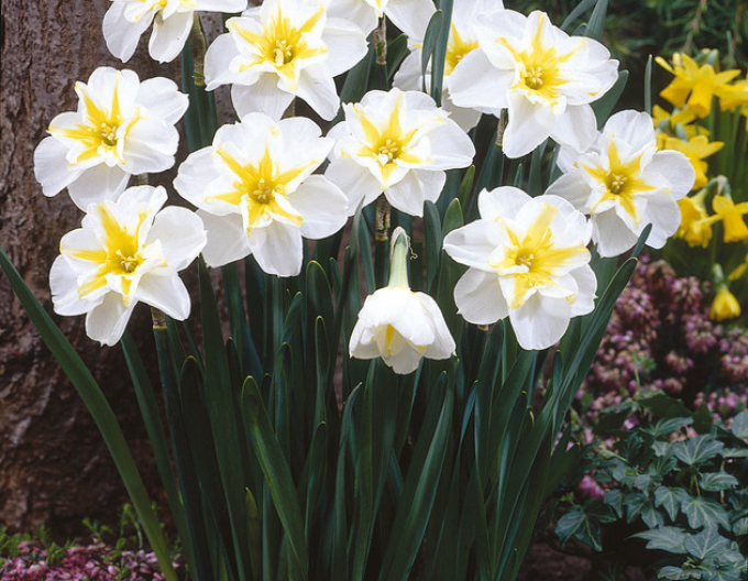 Narcisă ´Lemon Beauty´