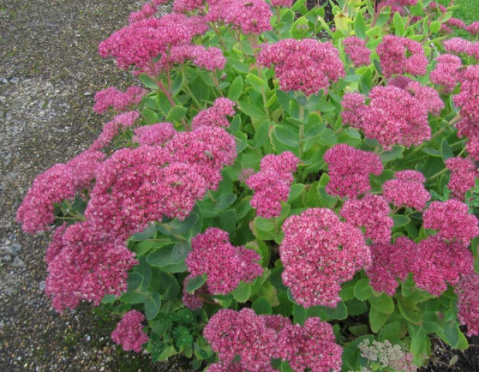 Hylotelephium Brilliant