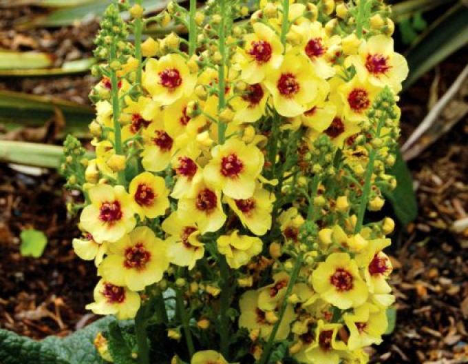 Mullein "Ochi întunecați