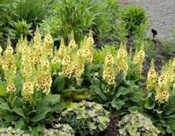 Mullein "Ochi întunecați