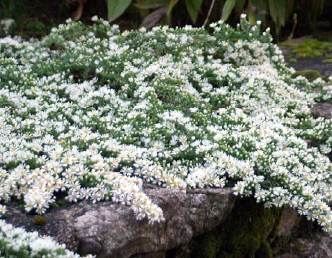 Astra ´Prostratum ´