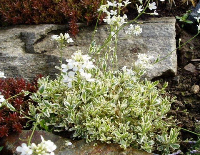 Salbă Japoneză`Variegata`