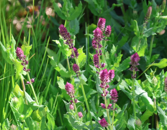 Salvia ´Rosa Königin´