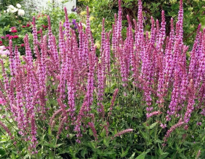 Salvia ´Rosa Königin´