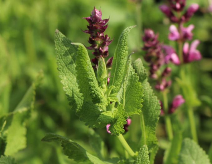 Salvia ´Rosa Königin´