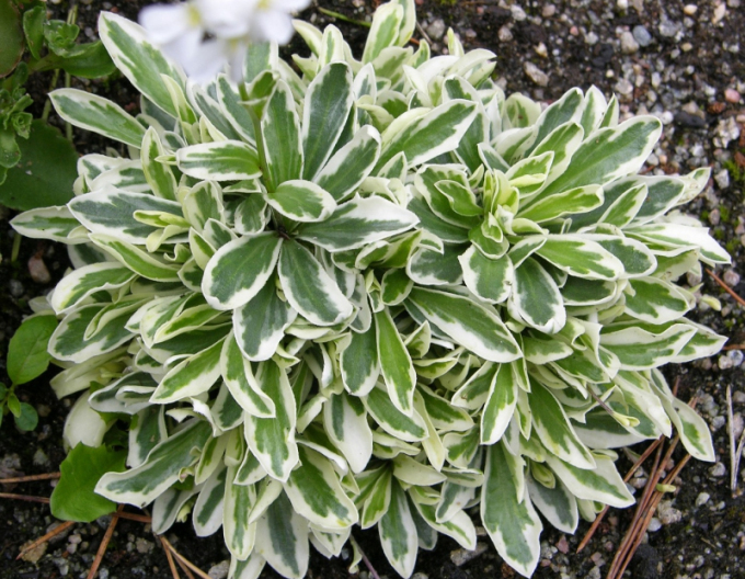 Salbă Japoneză`Variegata`