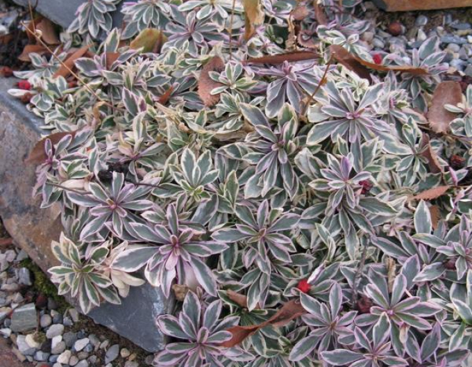 Salbă Japoneză`Variegata`