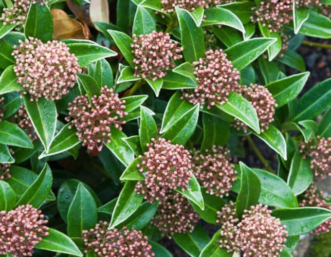 Skimia japonica Godries Dwarf