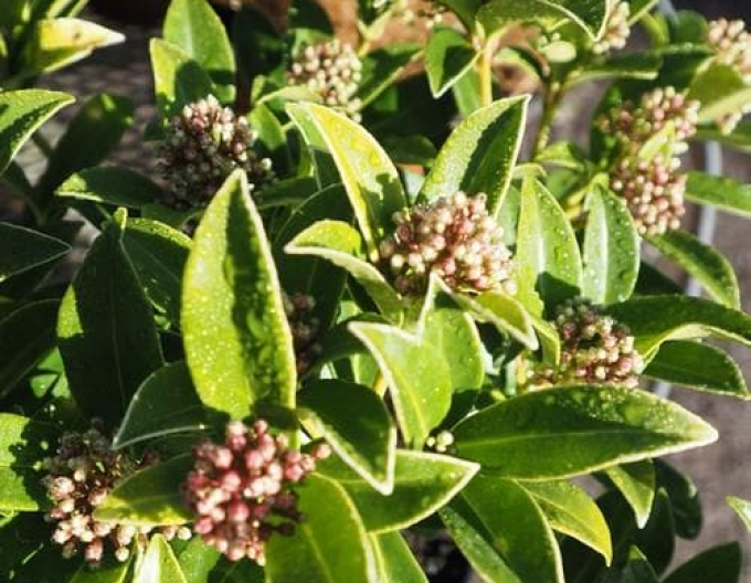 Skimia japonica Godries Dwarf