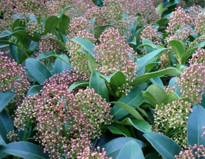 Skimia japonica Godries Dwarf