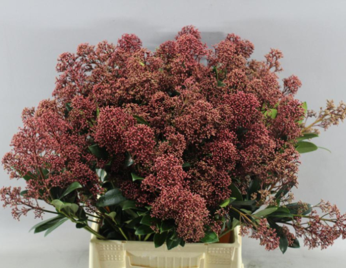 Skimia japonica Rubella