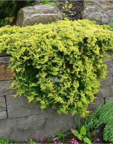 Lenupar  GOLDEN CARPET