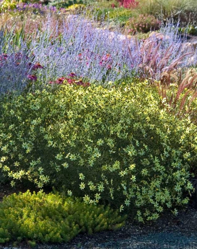 Coreopsis - Frumușica ´Moonbeam´