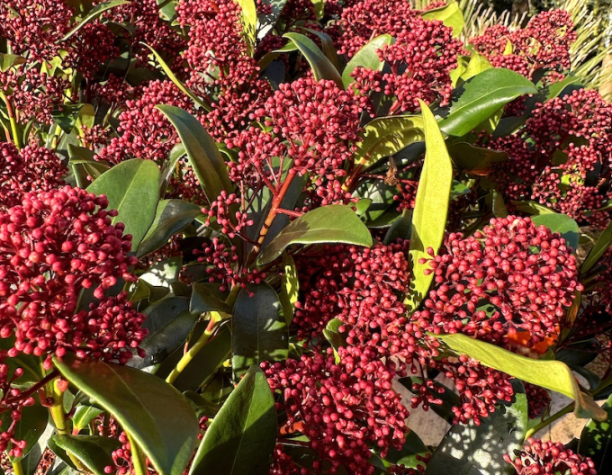 Skimia japonica Rubella