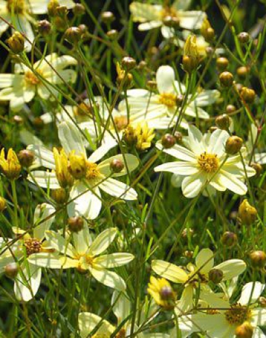 Coreopsis - Frumușica ´Moonbeam´