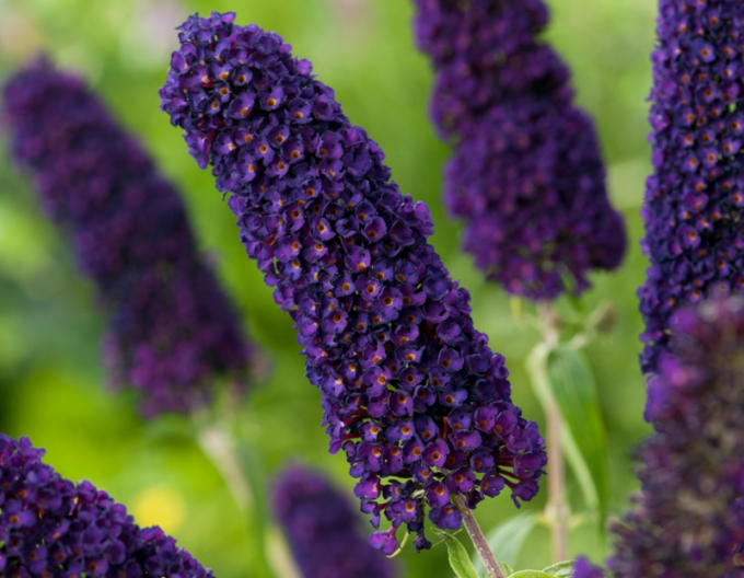 Budleia davidii Black Knight