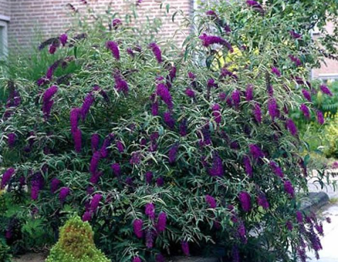 Budleia davidii Black Knight