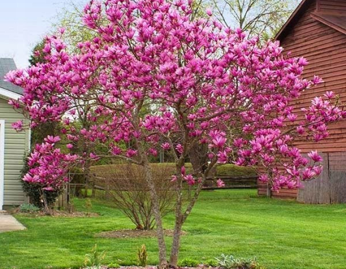 Magnolia ´Susan´ multitulpină
