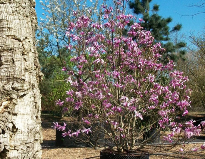 Magnolia ´Susan´ multitulpină
