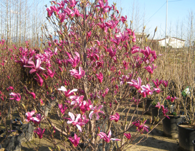 Magnolia ´Susan´ multitulpină