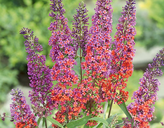 Budleia davidii Flower Power