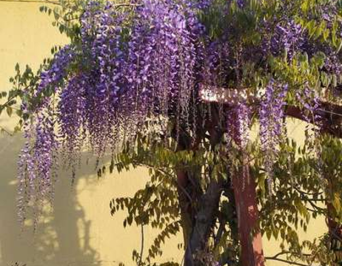 Wisteria chineză