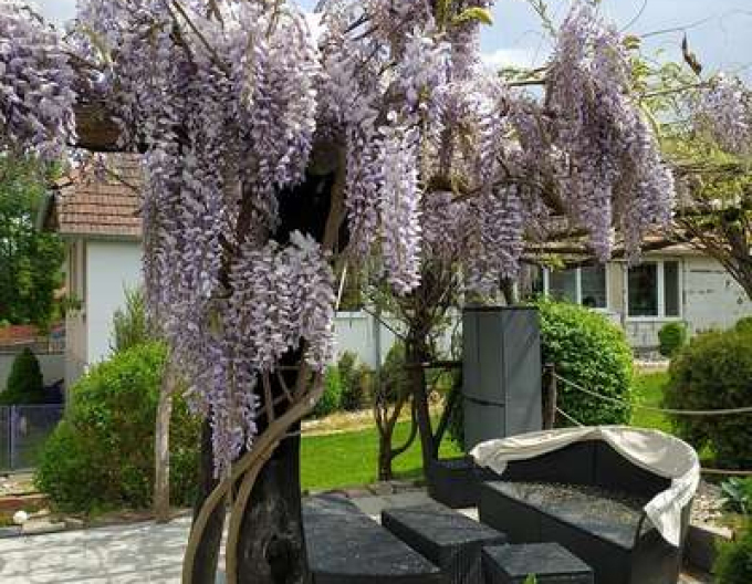 Wisteria chineză