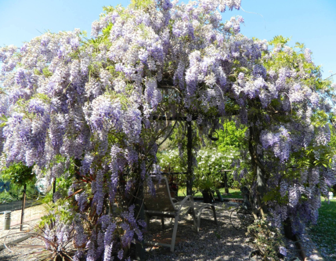 Wisteria chineză