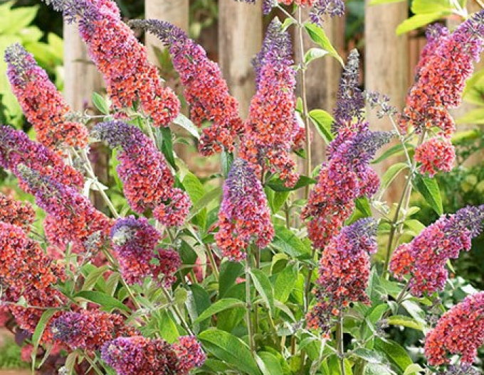 Budleia davidii Flower Power
