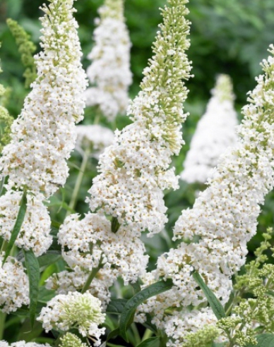 Buddleja davidii White Profusion
