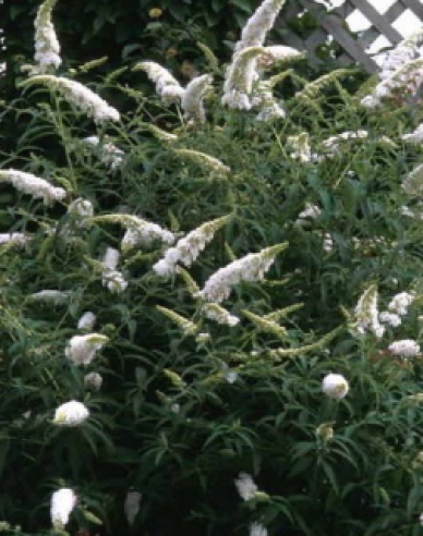 Buddleja davidii White Profusion